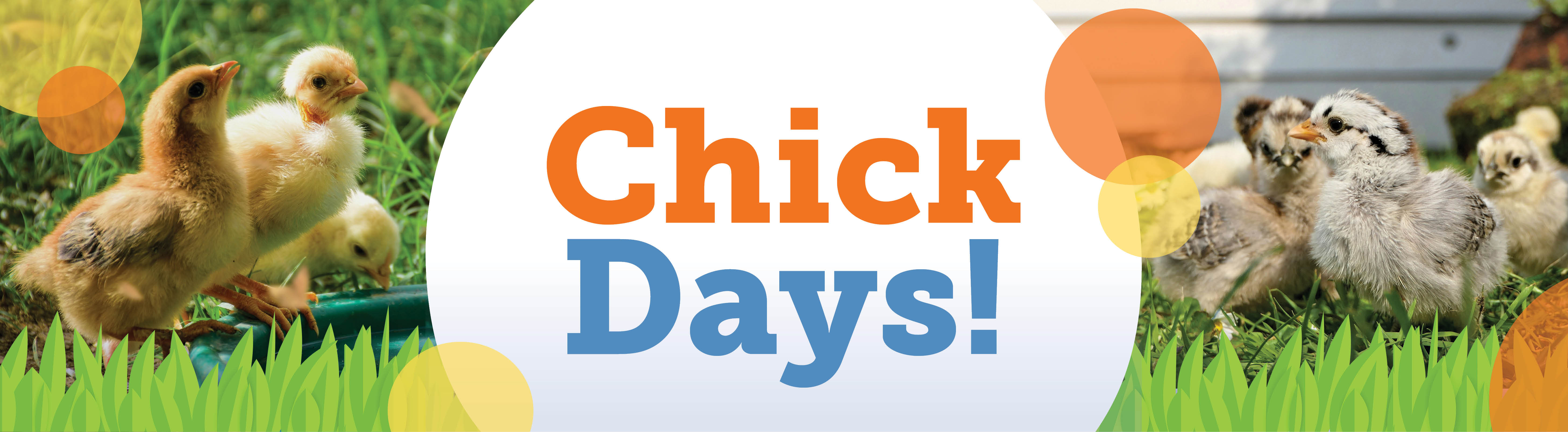 Chick Days Category Banner
